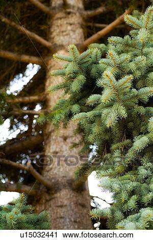 Stock Image - Spruce tree. Fotosearch