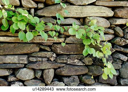 Stock Image - Stone wall and vine. Fotosearch