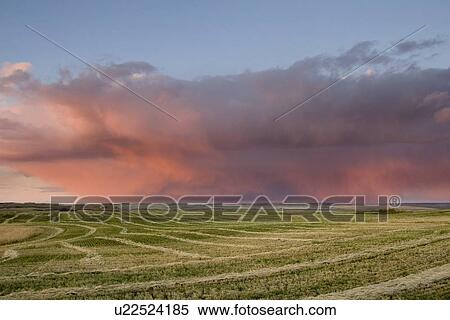 Stock Photography - Storm cloud over field in Alberta, Canada . Fotosearch