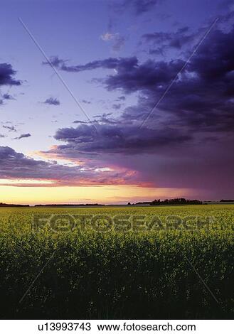 Sunset over canola field View Large Photo Image Stock Image - Sunset over canola field. Fotosearch