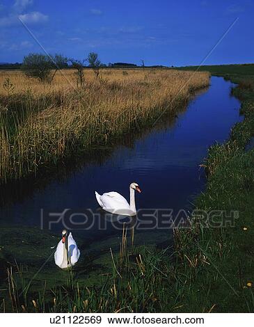 Stock Photo - Swans on Bog, Near Newcastle, County Wicklow, Ireland. Fotosearch