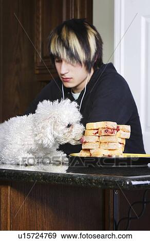 Stock Photo - Teenager listening to music while his dog is on the counter eating sandwiches. Fotosearch