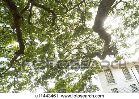 Stock Image - Tree branches and window, Wailuku, Maui, Hawaii, USA . Fotosearch
