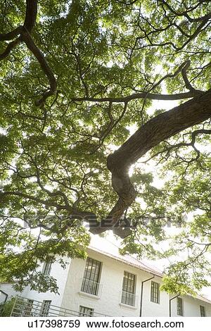 Stock Photo - Tree branches and window, Wailuku, Maui, Hawaii, USA . Fotosearch