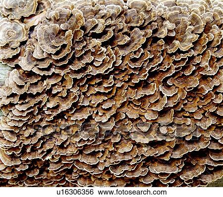 Tree fungus View Large Photo Image Stock Photograph - Tree fungus . Fotosearch