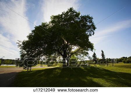 Stock Photo - Trees beside a path. Fotosearch