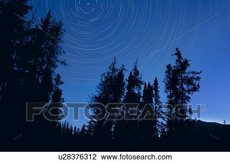 Twilight tree silhouettes and stars with time lapse photography, Jasper National Park, Alberta, Canada View Large Photo Image Stock Image - Twilight tree silhouettes and stars with time lapse photography, Jasper National Park, Alberta, Canada. Fotosearch