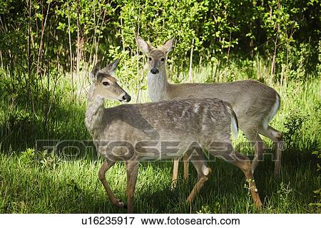 Stock Photo - Two deer in the woods. Fotosearch
