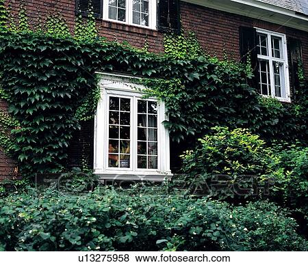 Stock Photo - Vine covered house. Fotosearch