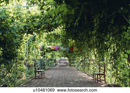Vine covered walkway in Turpan, China View Large Photo Image Stock Photo - Vine covered walkway in Turpan, China . Fotosearch