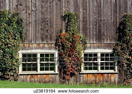 Vines growing on the outside of a barn View Large Photo Image Picture - Vines growing on the outside of a barn. Fotosearch
