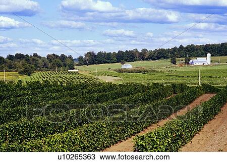 Stock Image - Vineyard. Fotosearch