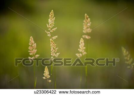 Stock Image - Wheat stalks growing outdoors. Fotosearch