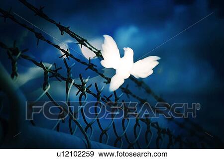 White bird sitting on barbed wire fence View Large Photo Image Stock Photo - White bird sitting on barbed wire fence. Fotosearch