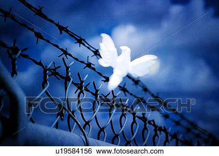 White bird sitting on barbed wire fence View Large Photo Image Stock Photograph - White bird sitting on barbed wire fence. Fotosearch