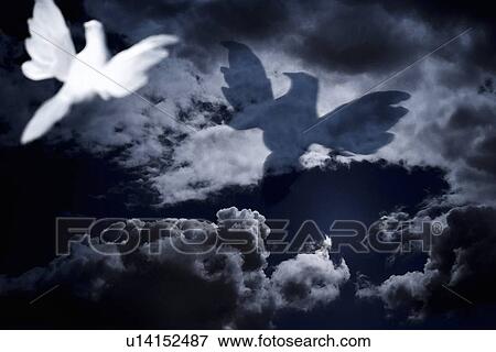 Stock Photo - White dove flying into cloudy skies. Fotosearch