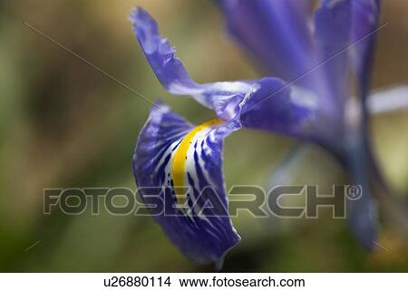 Picture - Wild flower. Fotosearch