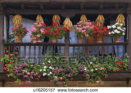 Stock Photo - Wooden balcony displaying flowers and drying corn cobs, Carmona, Cantabria, Northern Spain . Fotosearch