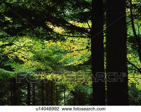 Stock Image - Woods. Fotosearch