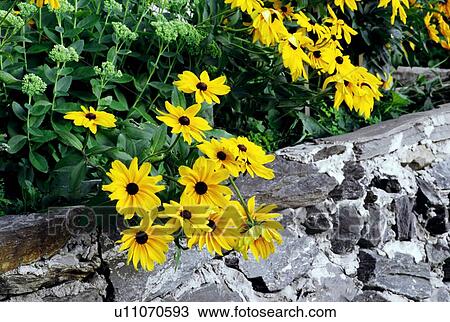 Yellow daisies View Large Photo Image Stock Image - Yellow daisies . Fotosearch