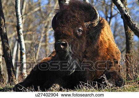 A buffalo resting View Large Photo Image Picture - A buffalo resting. Fotosearch