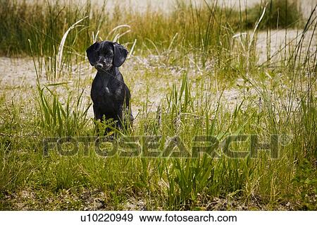 Stock Photo - A dog sitting in tall grass. Fotosearch