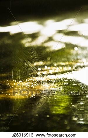 Stock Image - A piece of dandelion fluff on a puddle. Fotosearch