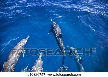 Stock Photo - A pod of dolphins swimming. Fotosearch
