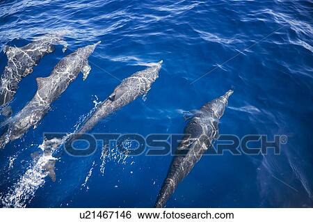 A pod of dolphins swimming View Large Photo Image Stock Photograph - A pod of dolphins swimming. Fotosearch