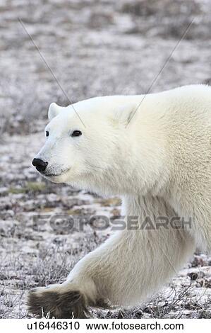 A polar bear View Large Photo Image Stock Image - A polar bear. Fotosearch