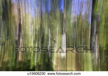 Stock Image - An abstract woodland impression, Derbyshire, UK. Fotosearch
