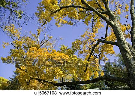 Stock Photo - Autumn tree . Fotosearch
