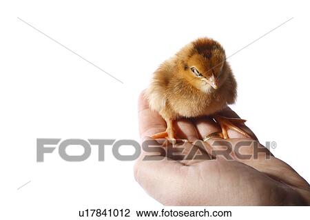 Baby chick being held View Large Photo Image Stock Image - Baby chick being held. Fotosearch