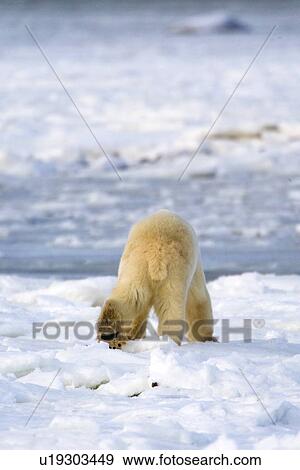 Stock Photo - Back of a polar bear. Fotosearch