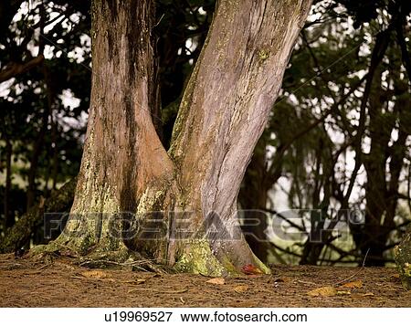 Stock Photo - Base of a tree trunk. Fotosearch