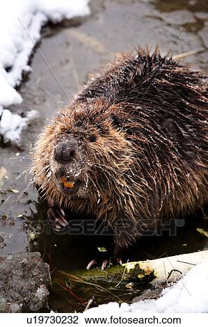 Beaver View Large Photo Image Stock Image - Beaver. Fotosearch