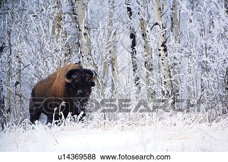 Stock Photo - Bison in the snow, Elk Island National Park, Alberta, Canada. Fotosearch