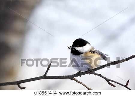 Black-capped Chickadee, Poecile atricapillus, bird perched on a branch View Large Photo Image Picture - Black-capped Chickadee, Poecile atricapillus, bird perched on a branch. Fotosearch