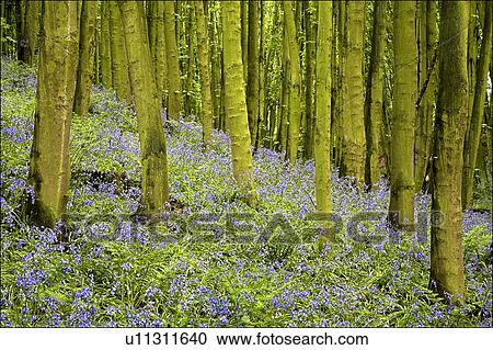 Bluebell wood impression View Large Photo Image Stock Image - Bluebell wood impression . Fotosearch