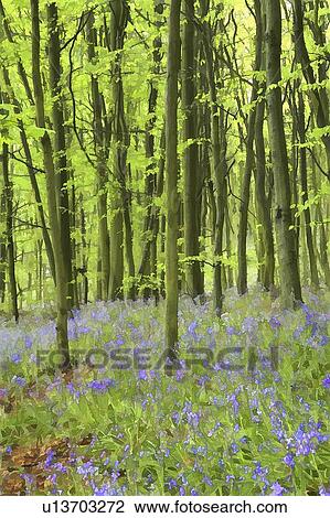 Bluebell wood impression View Large Photo Image Stock Image - Bluebell wood impression . Fotosearch
