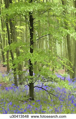 Stock Photo - Bluebell wood impression . Fotosearch