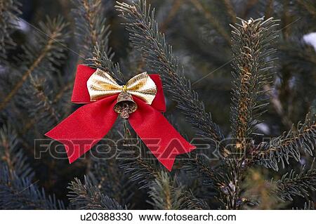 Bow on an evergreen tree View Large Photo Image Stock Image - Bow on an evergreen tree. Fotosearch