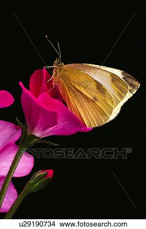Cabbage Butterfly sitting on a Geranium blossom View Large Photo Image Picture - Cabbage Butterfly sitting on a Geranium blossom. Fotosearch