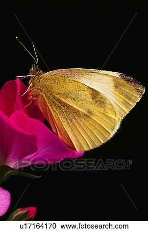 Cabbage butterfly sitting on a Geranium blossom View Large Photo Image Stock Image - Cabbage butterfly sitting on a Geranium blossom. Fotosearch