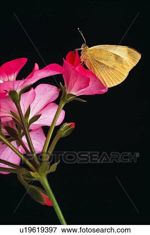 Stock Photo - Cabbage Butterfly sitting on a Geranium blossom. Fotosearch