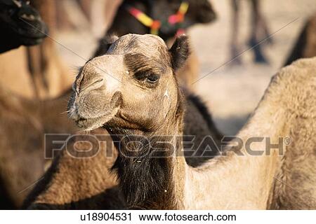 Camel at the Pushkar Camel Fair, India View Large Photo Image Stock Image - Camel at the Pushkar Camel Fair, India . Fotosearch