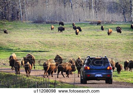 Car driving in a national park View Large Photo Image Stock Photo - Car driving in a national park. Fotosearch