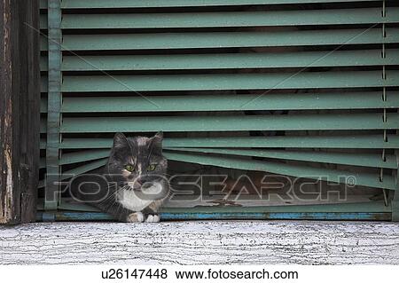 Cat on window sill in Venice, Italy View Large Photo Image Stock Photo - Cat on window sill in Venice, Italy. Fotosearch