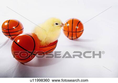 Chick hatching from a plastic basketball View Large Photo Image Stock Image - Chick hatching from a plastic basketball. Fotosearch