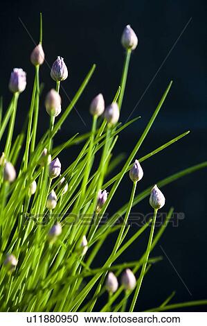 Stock Image - Chives. Fotosearch